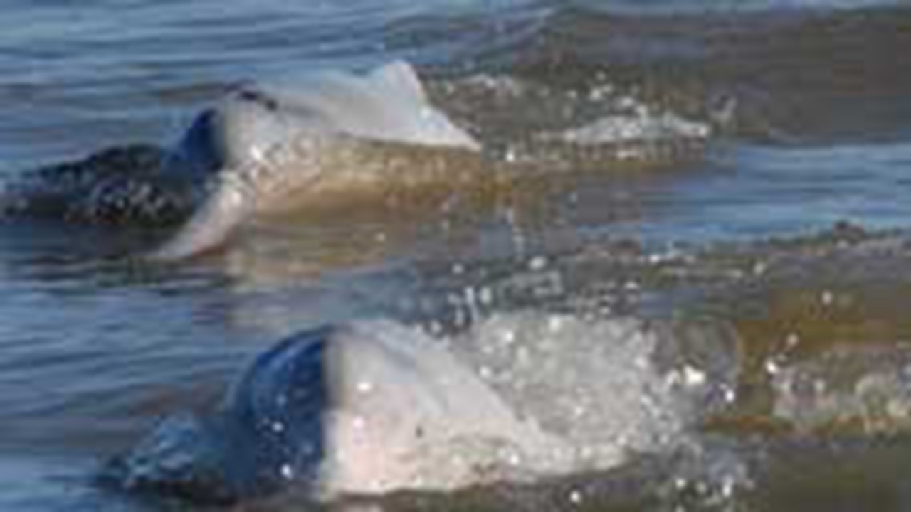 El delfín boliviano o bufeo boliviano (Inia boliviensis)