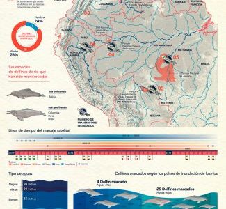 infografia-sobre-monitoreo-de-delfines